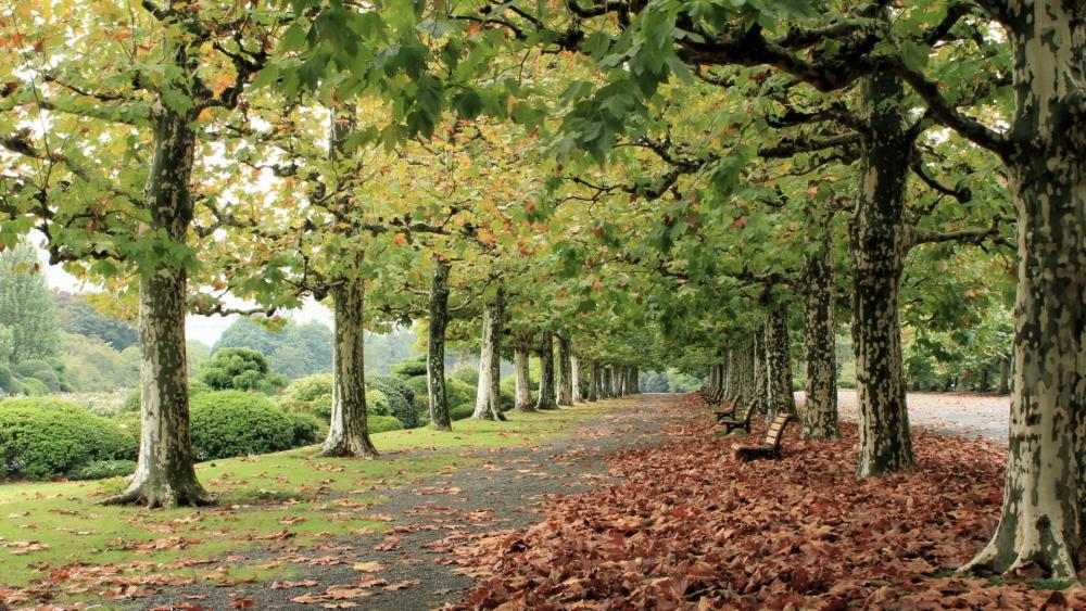 Autumn Serenity in the Park wallpaper