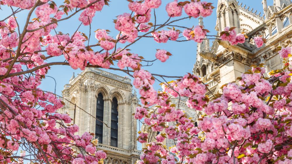 Cherry Blossom in Paris wallpaper