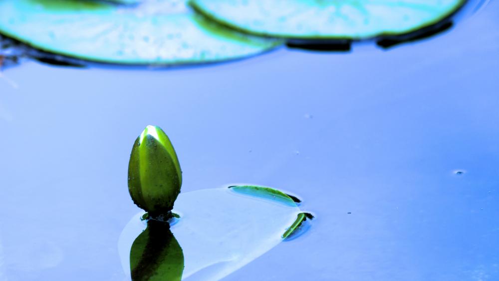 Water lily bud wallpaper