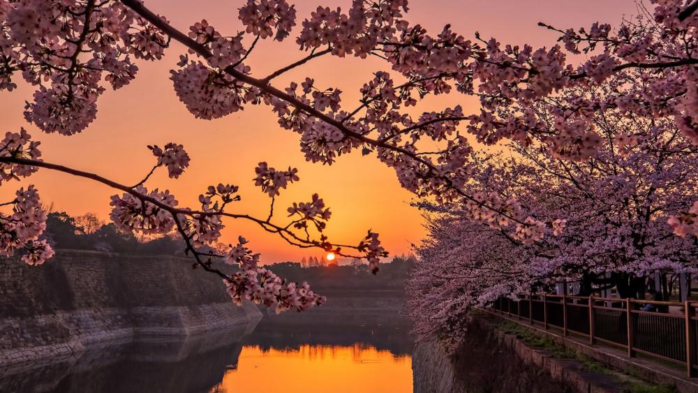 Osaka Castle Park sakura blossom at sunset wallpaper