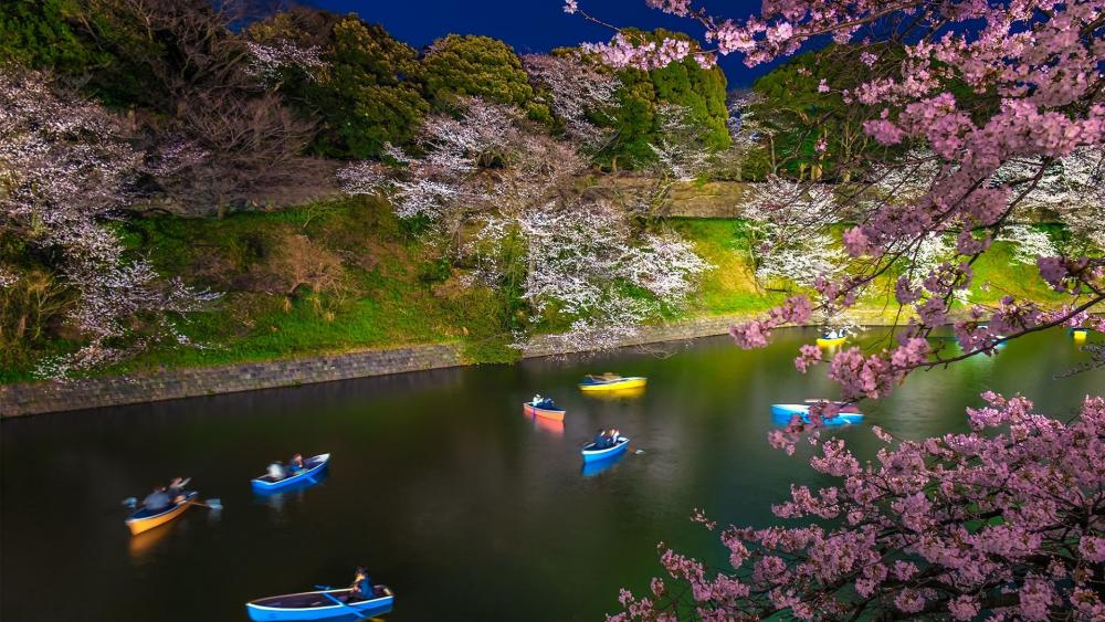 Chidorigafuchi Green Way at cherry blossom wallpaper