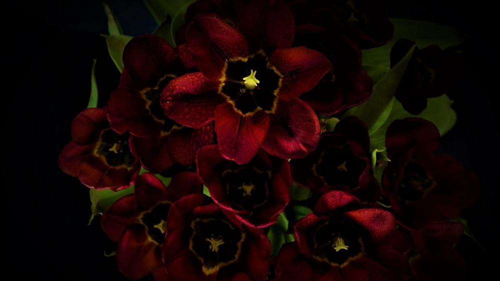 Wallpaper from flowers category