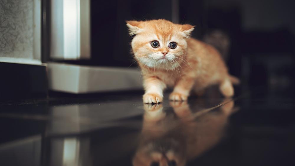 Cute Cat Walking on a Table wallpaper