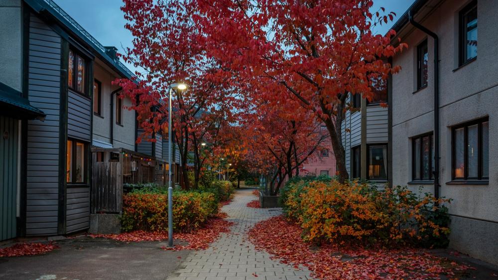 Autumn Serenity in a Cozy City Neighborhood wallpaper