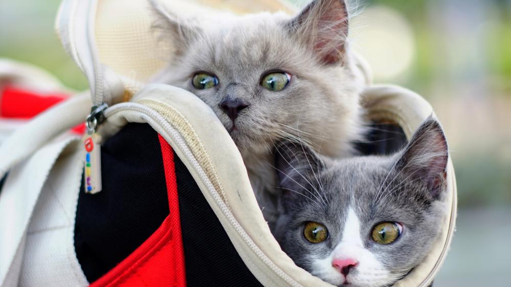 Cats in a bag wallpaper