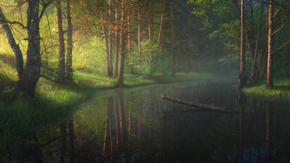 Tranquil Forest Reflections wallpaper