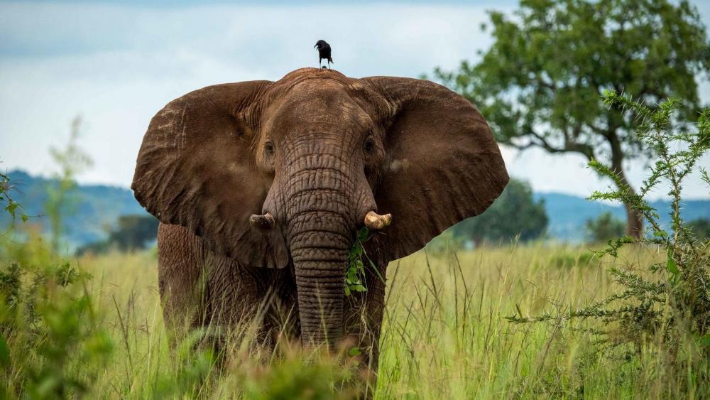 Majestic Elephant in Serene Wilderness wallpaper