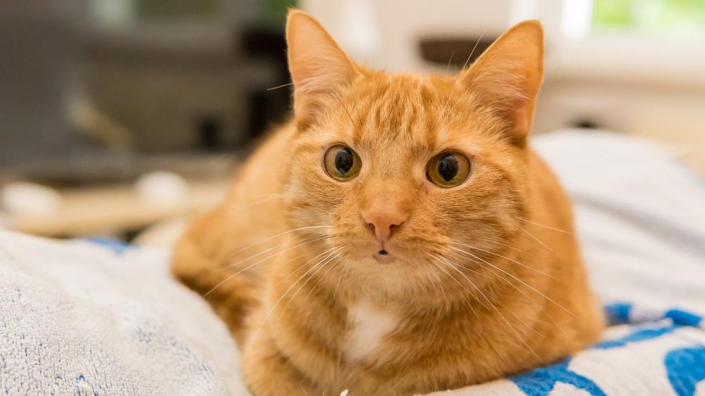 Charming Ginger Cat Relaxing on a Blanket wallpaper