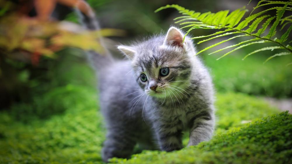 Playful Kitten Exploring Its Green World wallpaper