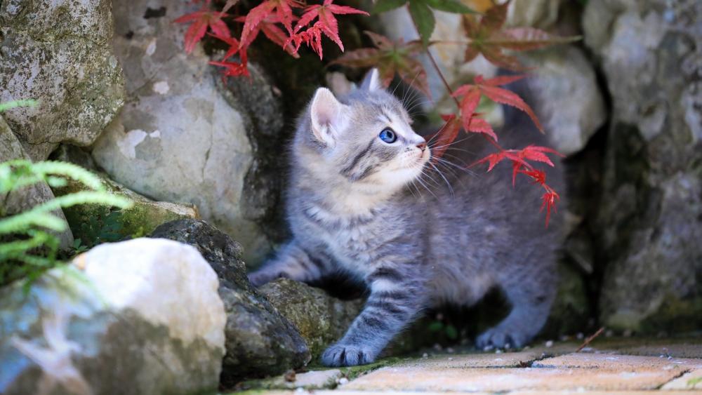 Playful Kitten Amongst Nature's Colors wallpaper