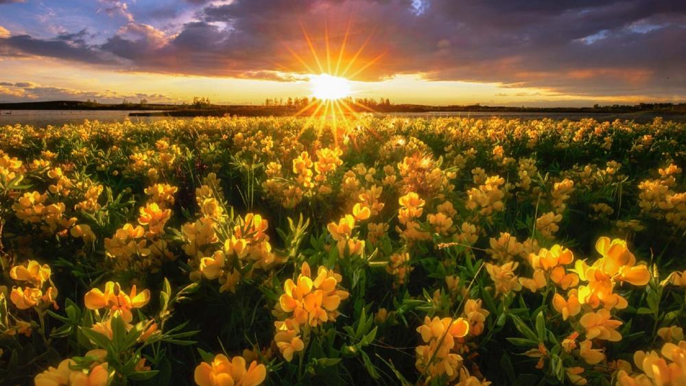 Golden Blossoms at Sunset wallpaper