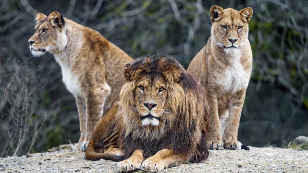 Majestic Lion and Lionesses on Alert wallpaper