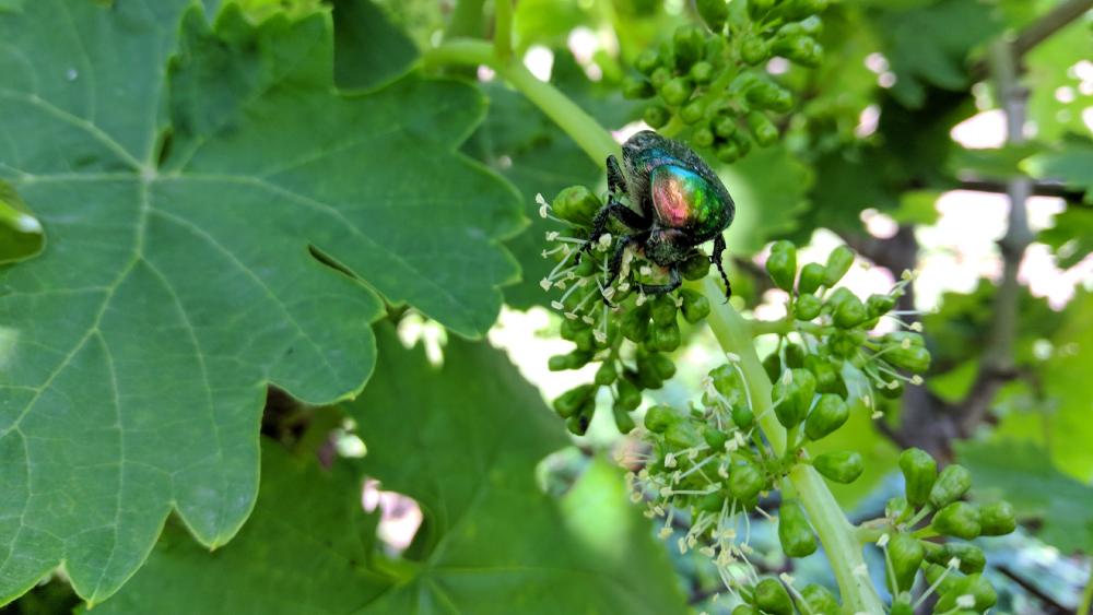 Glorious Beetle on Green Leaves wallpaper