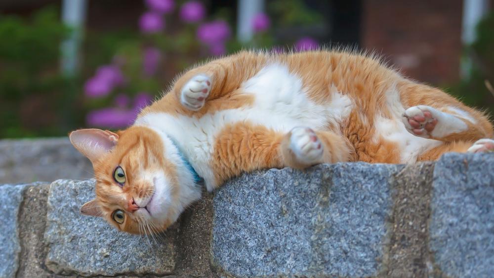 Wallpaper from animals category
