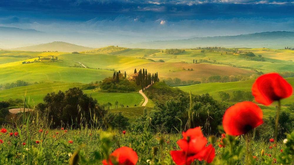 Serene Italian Countryside in Blooming Colors wallpaper