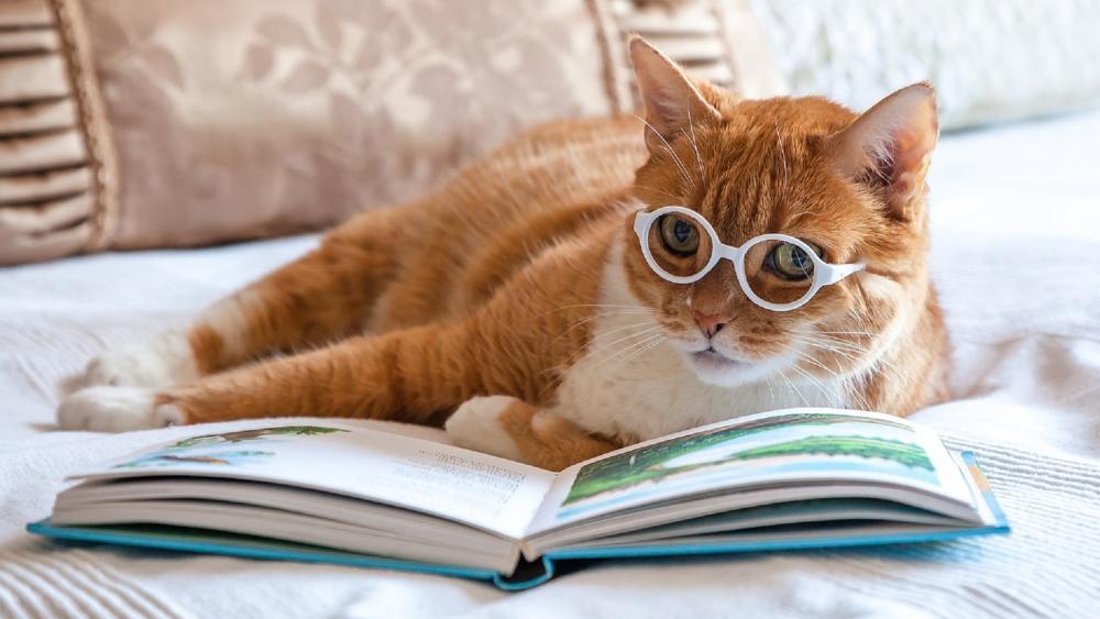 Smart Cat Reads a Book in Style wallpaper