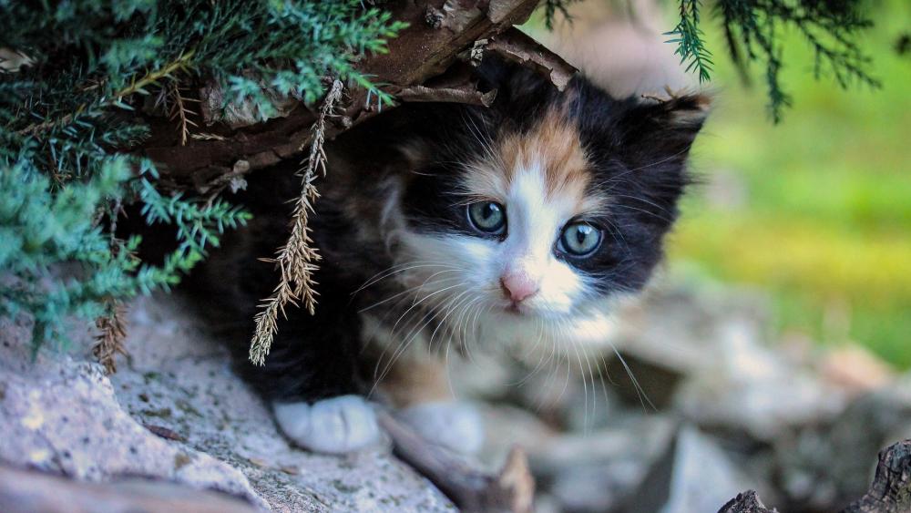 Wallpaper from animals category