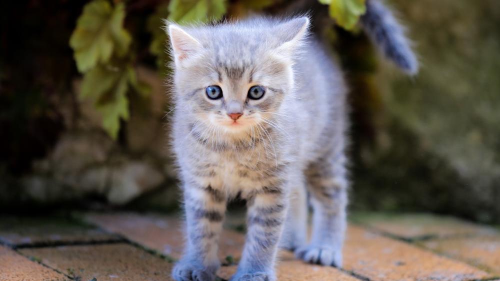 Playful Kitten Exploring the Outdoors wallpaper