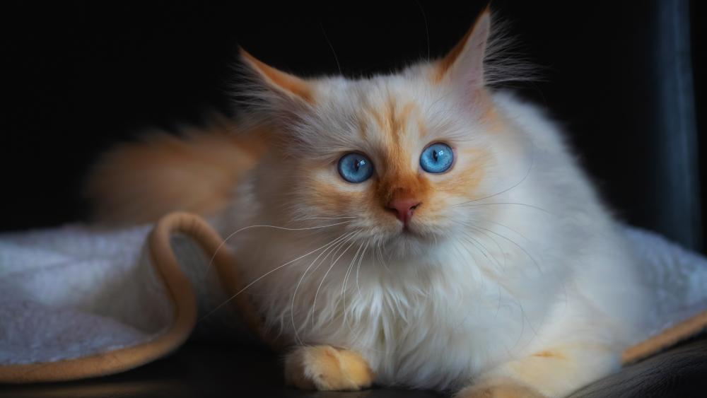 Stunning White Cat with Striking Blue Eyes wallpaper