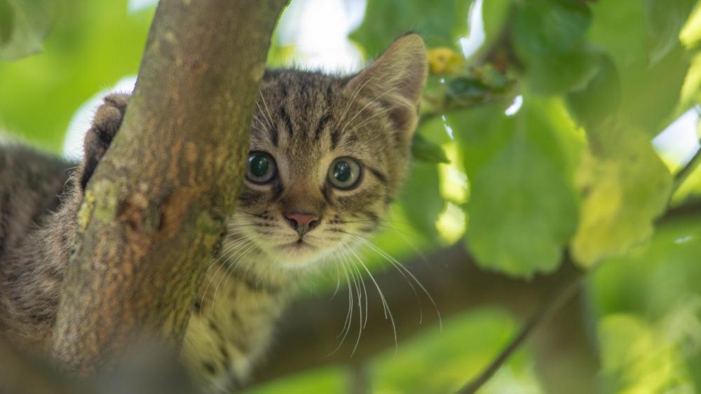 Wallpaper from animals category