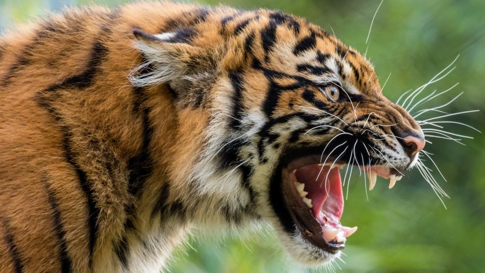 Majestic Roaring Tiger Wallpaper wallpaper