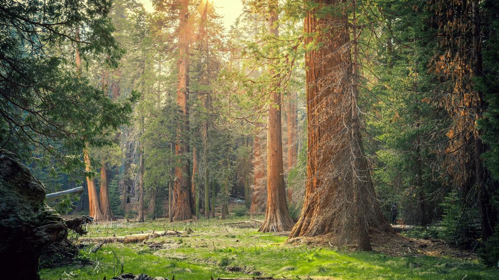 Majestic Giant Sequoias in Serene Forest Light wallpaper