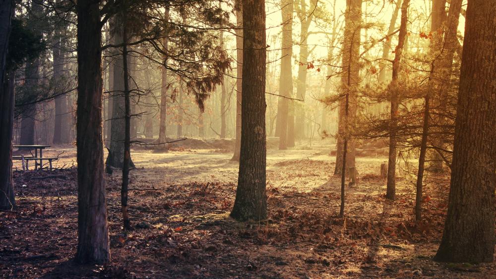 Wallpaper from nature category