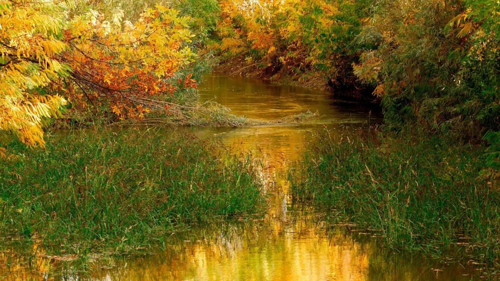 Autumn Serenity in Nature's Embrace wallpaper