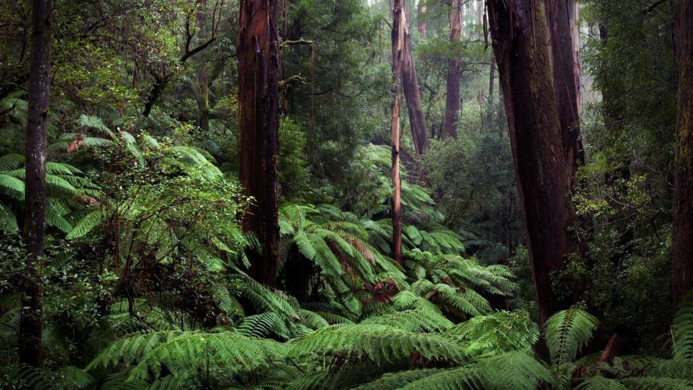 Lush Green Forest Serenity wallpaper