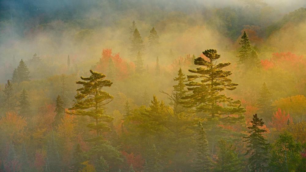 Mist-covered Forest in Autumn Colors wallpaper