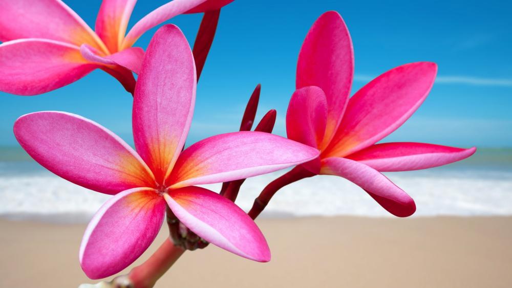 Vibrant Pink Blossoms by the Shoreline wallpaper