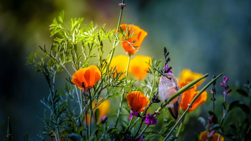 Golden Poppies and Hummingbird Harmony wallpaper