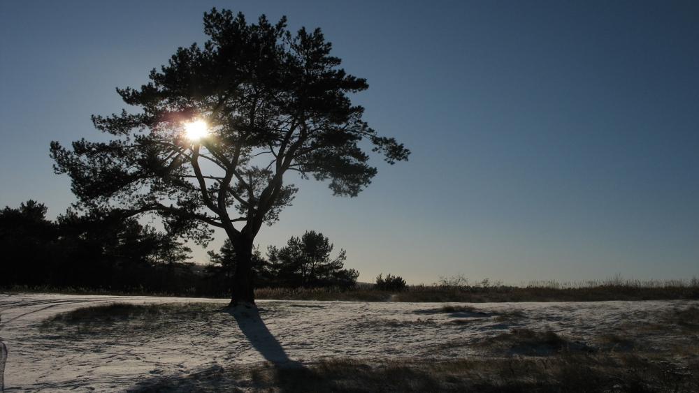 Serene Winter Landscape with Majestic Tree wallpaper
