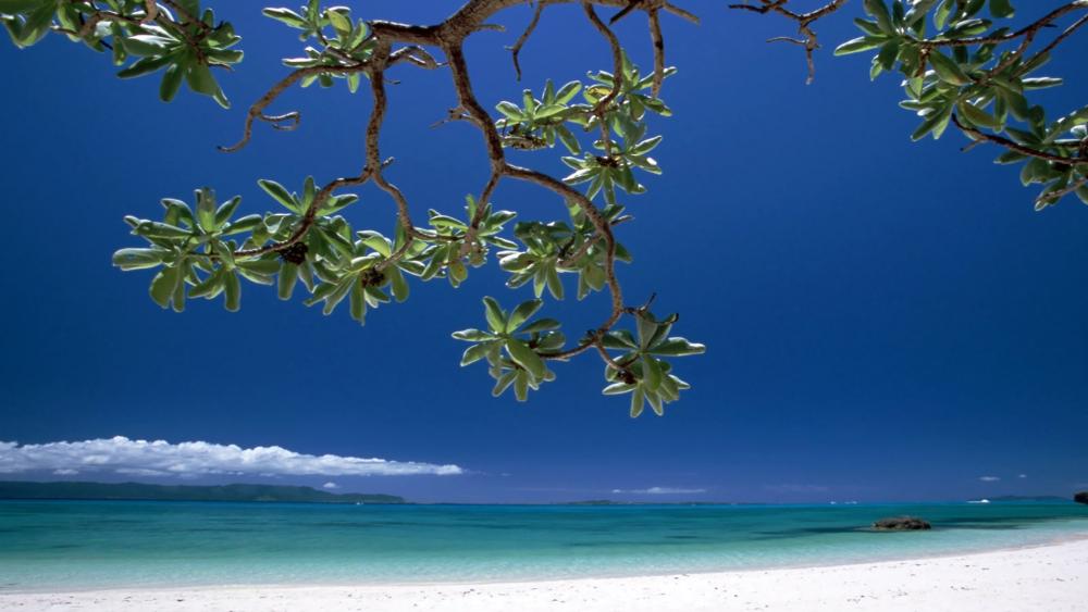 Serene Tropical Beach Escape wallpaper