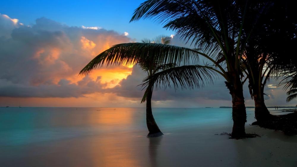 Tropical Sunset Paradise wallpaper