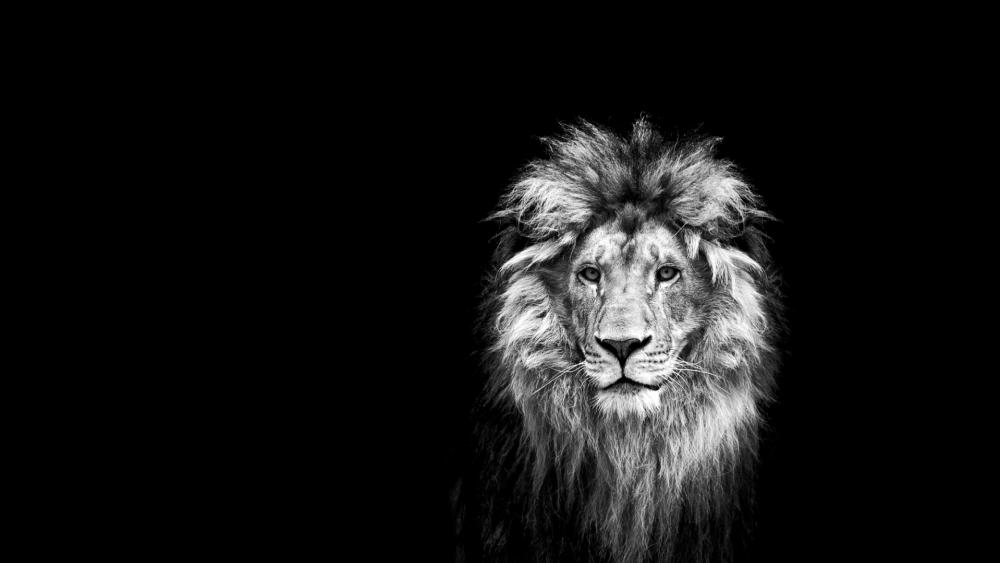 Majestic Lion in Monochrome Majesty wallpaper