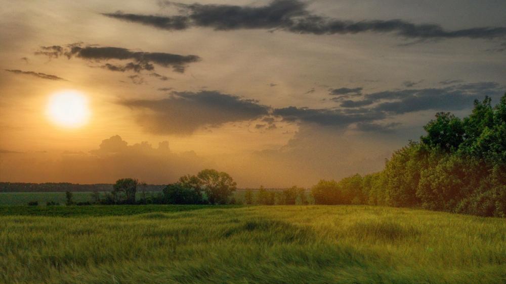 Golden Sunset Over Serene Fields wallpaper