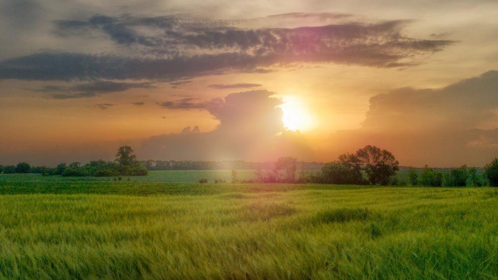 Golden Horizon Over Endless Fields wallpaper