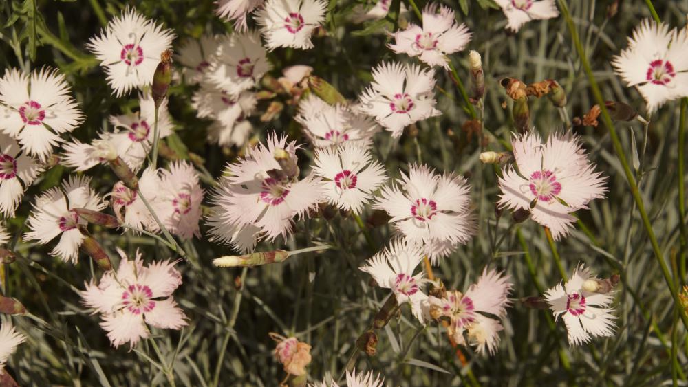 Flowers in the summer garden wallpaper