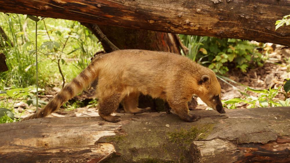 Coati wallpaper