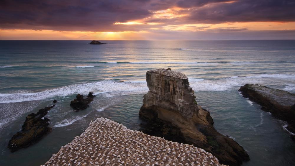 Muriwai Gannet Colony wallpaper