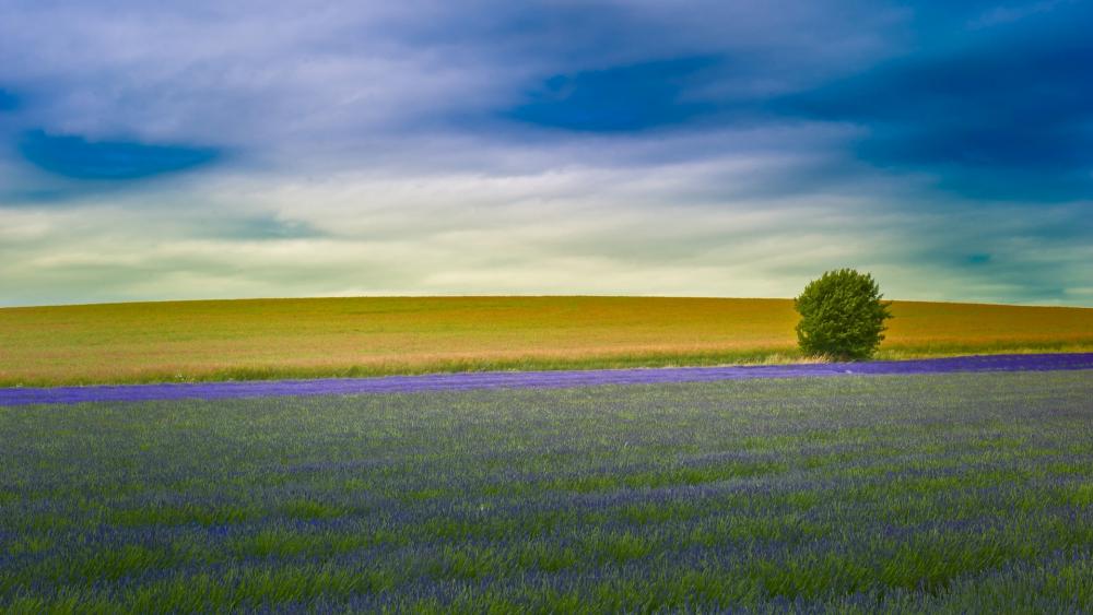 Lavender field with a lone tree wallpaper
