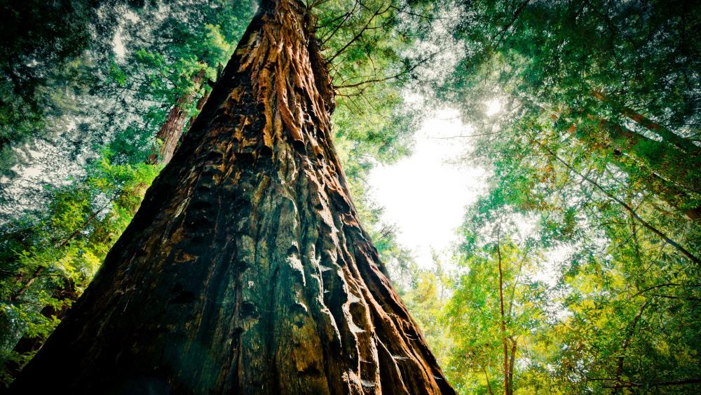 Redwood National Park wallpaper