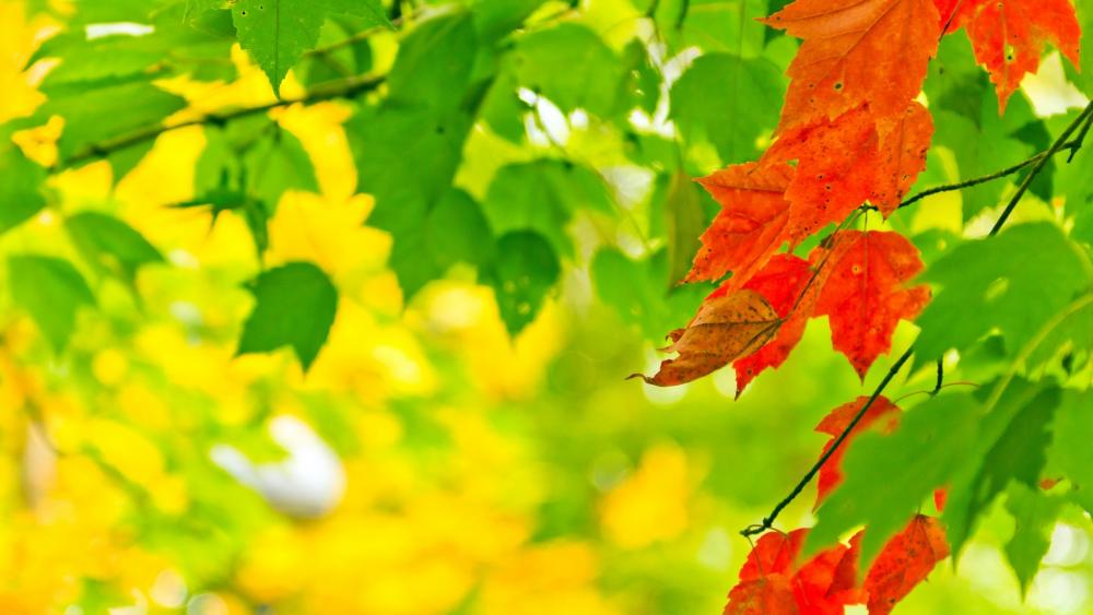 Colorful leaves wallpaper