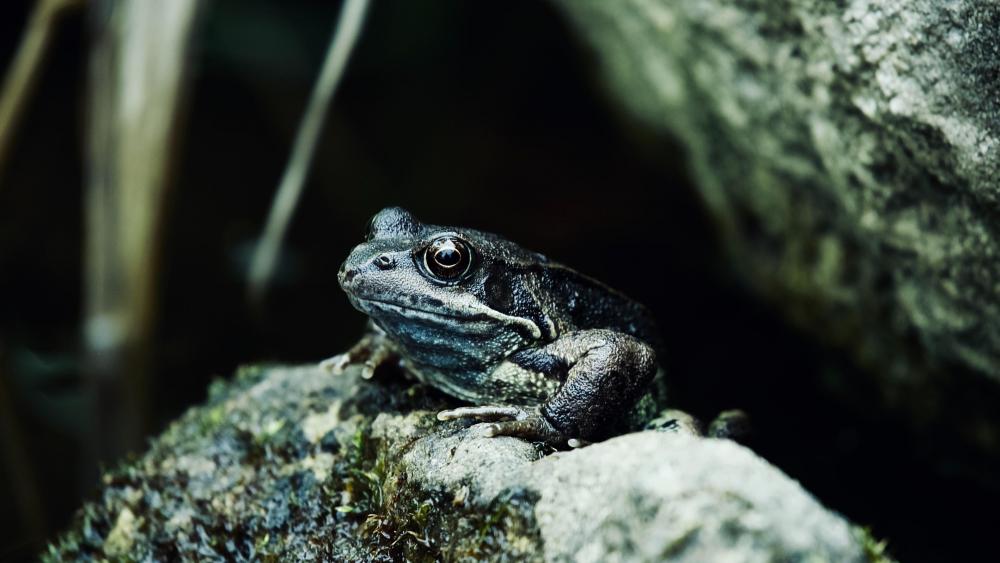 Frog on a rock wallpaper