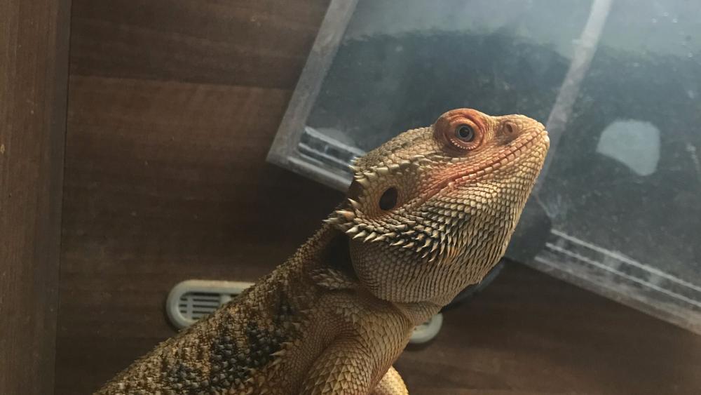 Bearded Dragon in Nature's Habitat wallpaper