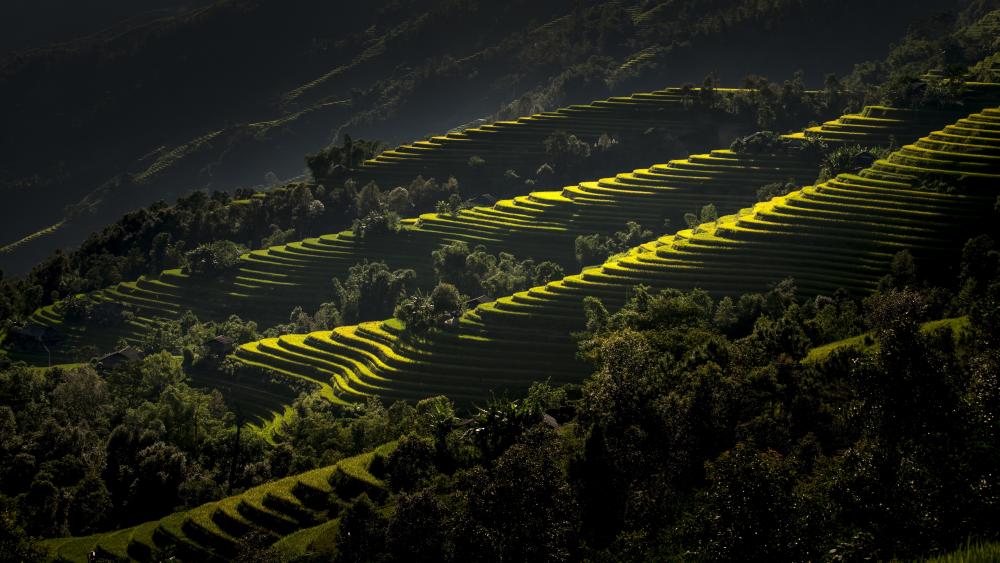 Rice terraces, Vietnam wallpaper
