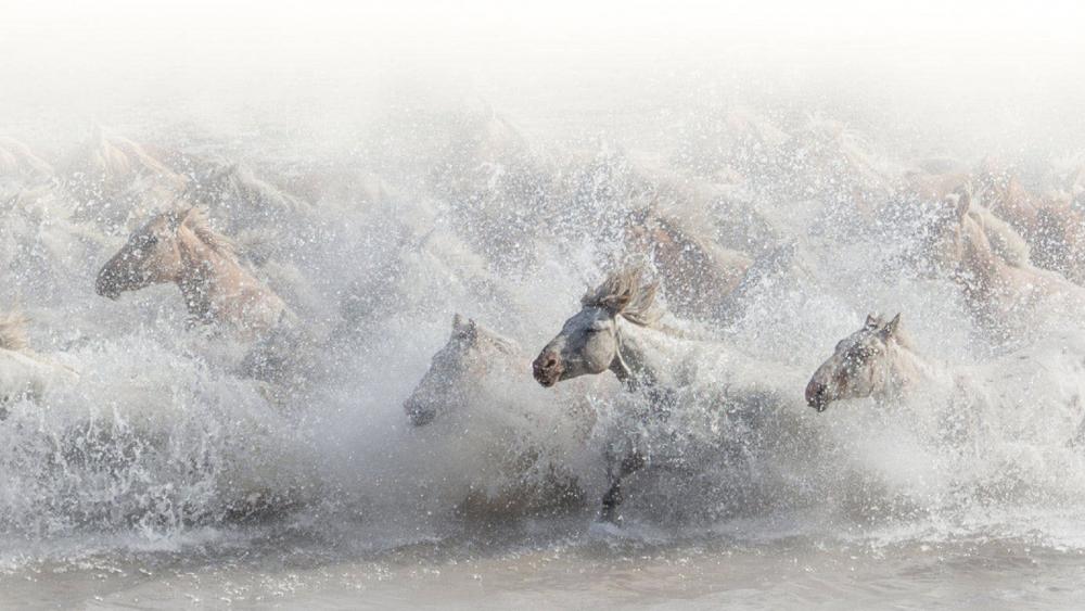 Running horse herd in the water wallpaper