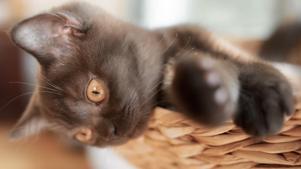 Charming Chocolate Cat Relaxing in a Basket wallpaper