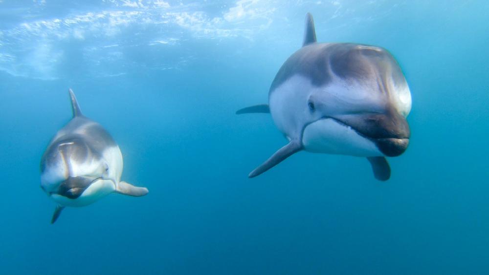 Dolphins Swimming in Clear Blue Waters wallpaper